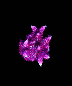 Wysiwyg Top SHelf Aquatics Princess Peach Acropora Frag [F164]