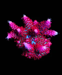 Wysiwyg TSA Princess Peach Large Frag [F164]
