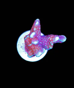 Wysiwyg Digitata Frag [F165]