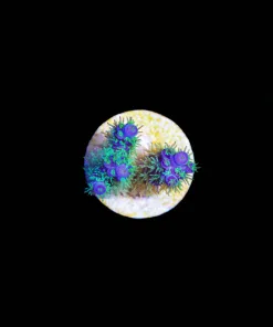 Wysiwyg Willy Wonka Acropora Frag [F167]