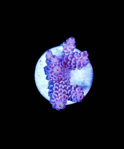 Wysiwyg Acropora Tenuis Frag [F169]