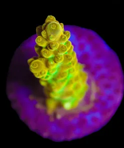 Wysiwyg Fist of God Acropora Frag [F169]
