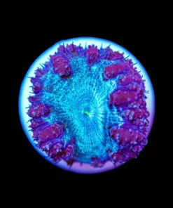 Wysiwyg BLue Blastomussa Frag [F17]