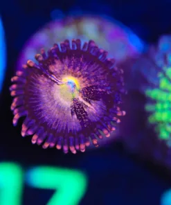 Wysiwyg Pineapple Express Zoa [F17]