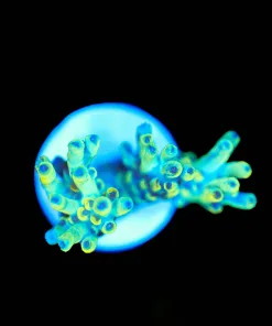 Wysiwyg Scoprion Acropora Frag [F171]