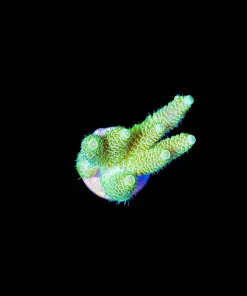 Wysiwyg Sunshine Millepora Frag [F172]