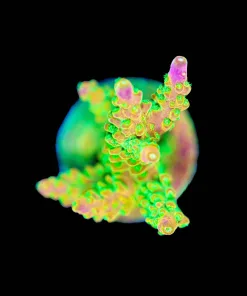 Wysiwyg Reef Raft Rainbow Loom Acropora [F172]