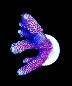 Wysiwyg Acropora Millepora Frag [F173]