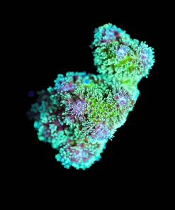 Wysiwyg Pocillipora Frag [F173]