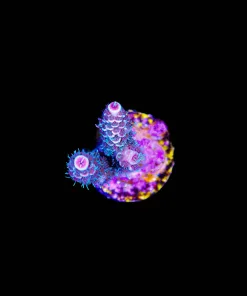 Wysiwyg Acropora Millepora Frag [F174]