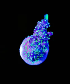 Wysiwyg Purple Bonsai Valida [F178]