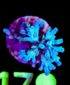 Wysiwyg Ice Fire Enchinata Frag [F179] *Free Shipping ! No Minimum Livestock Spend*
