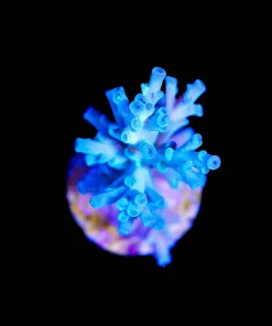 Wysiwyg Ice Fore Enchinata [F179]