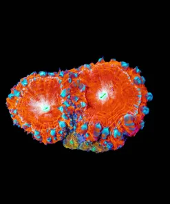 Wysiwyg Flame Blastomussa Frag [F18]