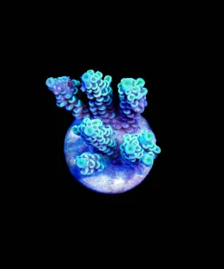 Wysiwyg Acropora Tenuis Frag [F180]