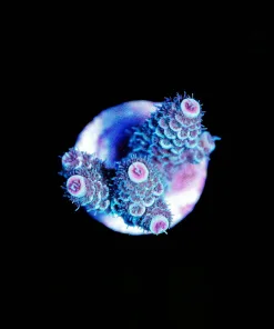 Wysiwyg Acropora Millepora Frag [F180]