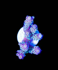 Wysiwyg Acropora Tenuis Frag [F182]