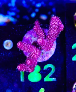 Wysiwyg Raspberry Millepora Frag [F182]