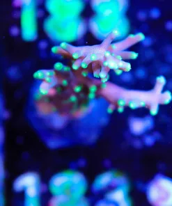 Wysiwyg Purple Dragon Acropora Frag [F183]