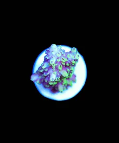 Wysiwyg Abracadabra Acropora [F185]