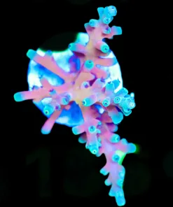 Wysiwyg Blue Tip Orange Dragon Frag | Rare [F186]