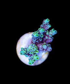 Wysiwyg Acropora Tenuis Frag [F186]