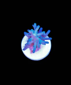 Wysiwyg Small Ice Fire Enchianta Acropora Frag [F187]