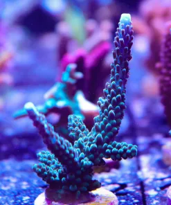 Wysiwyg Massive Blue Flame Tip Acropora Frag [F188]