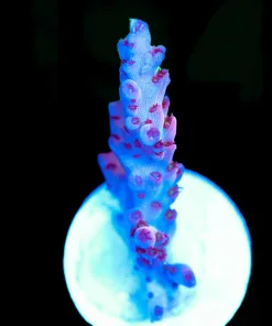 Wysiwyg Pink Acropora Frag [F189]