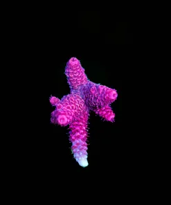 Wysiwyg Spathulata Acropora Frag [F189]