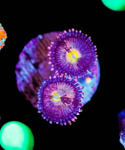 Wysiwyg Pineapple Express Zoanthid [F19]