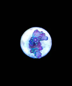 Wysiwyg Small Acropora Granulosa Frag [F190]
