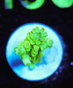 Wysiwyg Acropora Frag [F191]