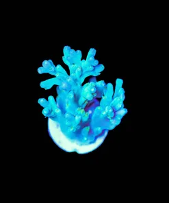Wysiwyg Deepwater Enhcinata Frag [F191]