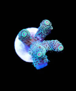 Wysiwyg Acropora Millepora Frag [F192]