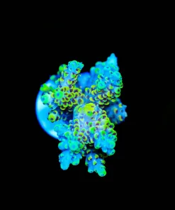 Wysiwyg Pikachu Acropora Frag [F192]