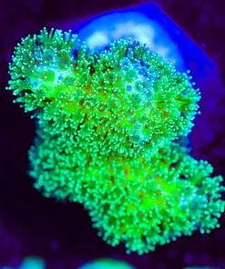 Wysiwyg Pocillipora Frag Bright Color [F193]