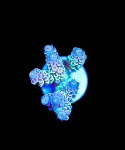 Wysiwyg Rainbow Tenuis Frag [F193]