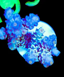 Wysiwyg Tri Color Tenuis Frag [F194]