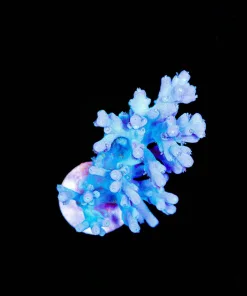 Wysiwyg Acropora Enchinata Frag [F195]