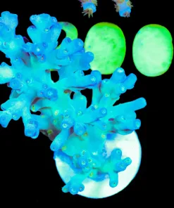 Wysiwyg Deepwater Acorpora Frag [F195]