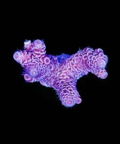 Wysiwyg Acropora Millepora Frag [F196]