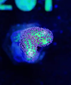 Wysiwyg Birdsnest Frag [F196]