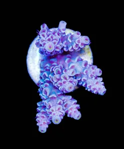 Wysiwyg AcroporaTenuis Frag [F197]