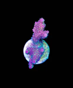 Wysiwyg Watermelon Acropora [F197]