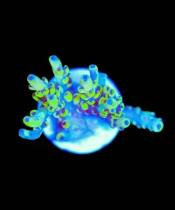 Wysiwyg Scorption Acropora Frag [F198]