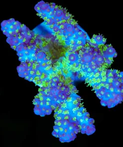 Wysiwyg Willy Wonka Acropora Frag [F199]