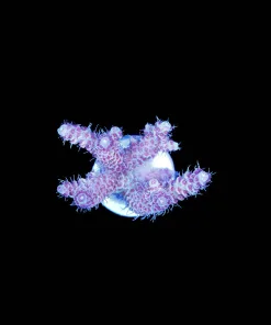 Wysiwyg Acropora Millepora [F199]