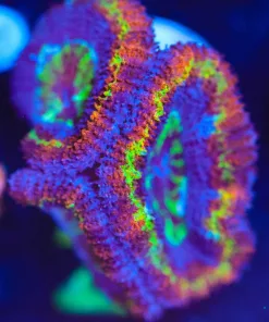 Wysiwyg Rainbow Acan Frag [F2]