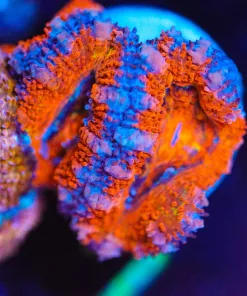 Wysiwyg ACan Frag [F2]